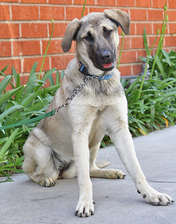 German Shepherd Great Dane Mix petfinder
